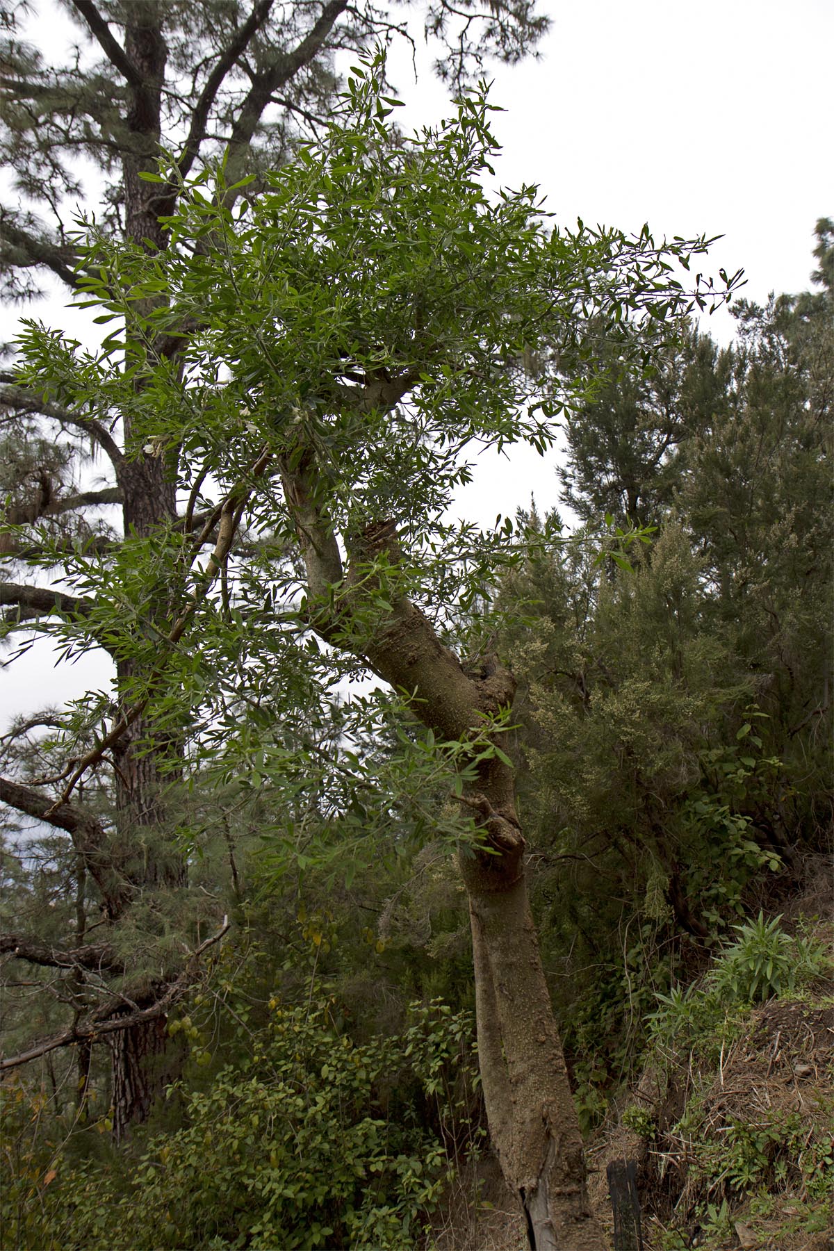 Chamaecytisus proliferus